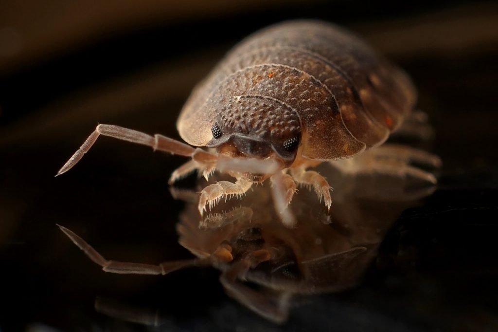 Bed Bug Exterminators, Control & Removal Naperville